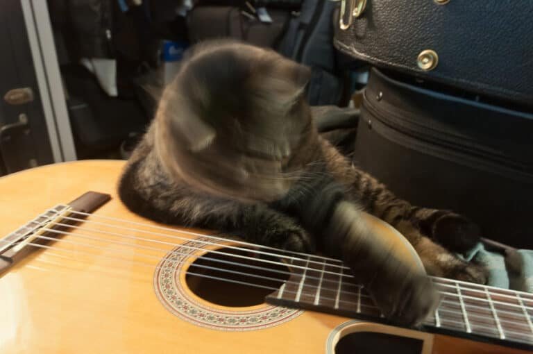 Do Cats Like Classical Guitar