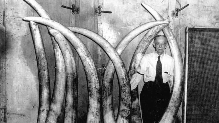 Are Pianos Made Out of Elephants