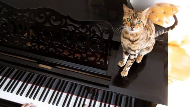 Do Cats Like Piano Music