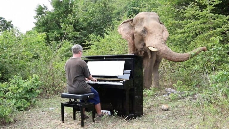 Do Elephants Like Piano