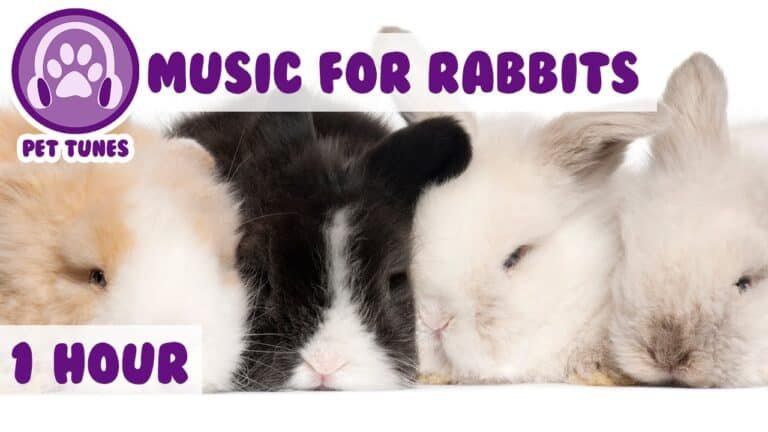Do Rabbits Like Piano Music