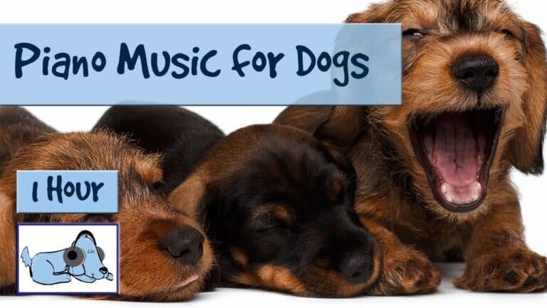 Does Piano Music Calm Dogs
