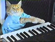 How Did Piano Cat Died