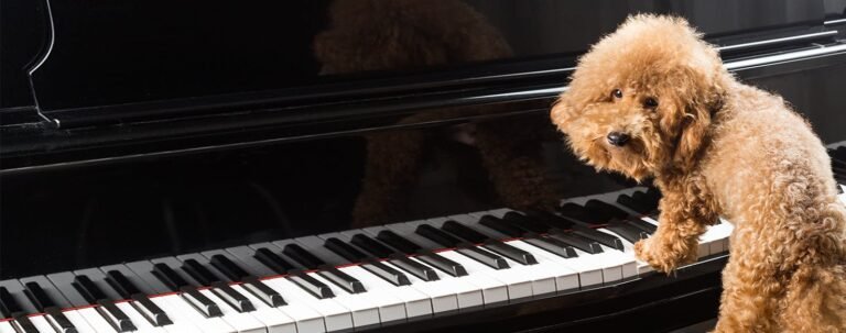 Why Does My Dog Whine When I Play Piano