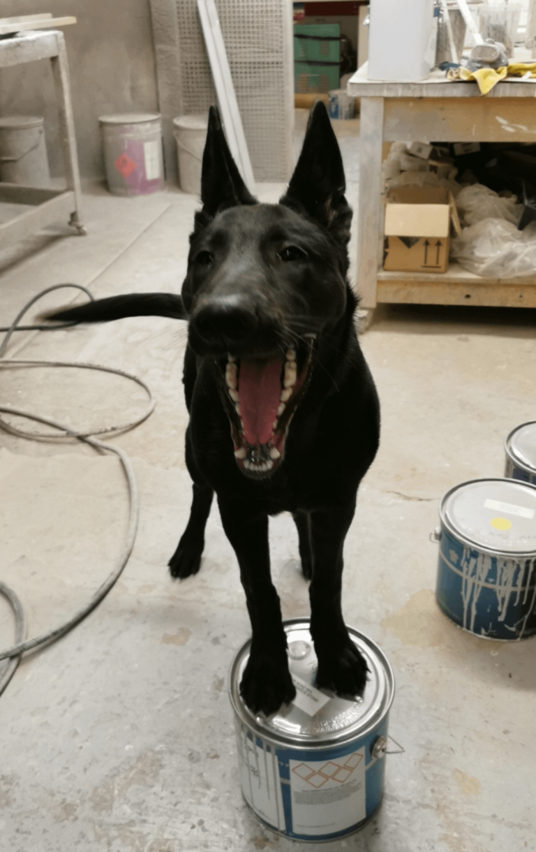 Why Do Dogs Like Being Drummed on